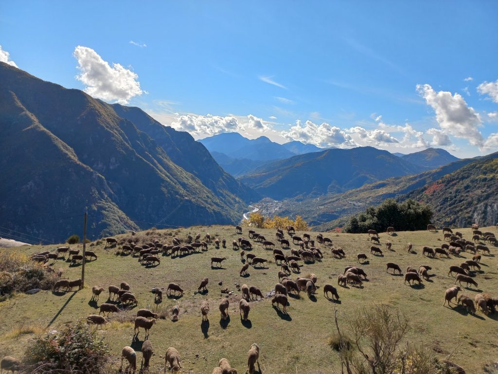 laine Mérinos campi laine